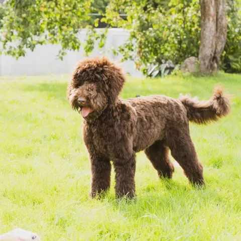 Papu, australian labradoodle (uros)