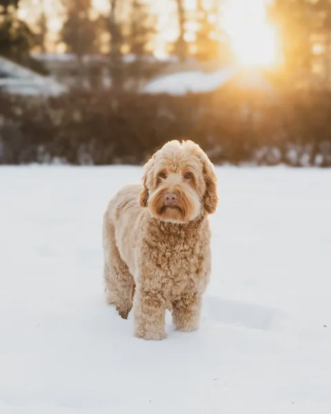 Australian labradoodle Lyyli