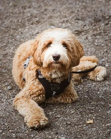 Australian labradoodle Colin