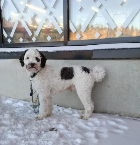Australian labradoodle Rio