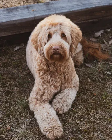 Australian labradoodle Lyyli