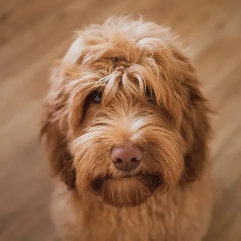 Australian Labradoodle puppy