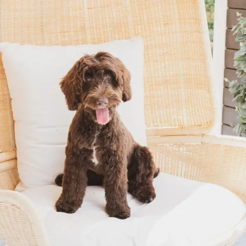 Ulpu, australian labradoodle (narttu)