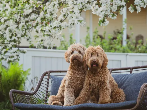 Two Australian Labradoodles sitting on a bench