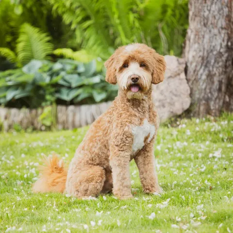 Bob, australian labradoodle (uros)