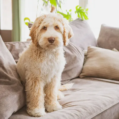 Eddie, australian labradoodle (uros)