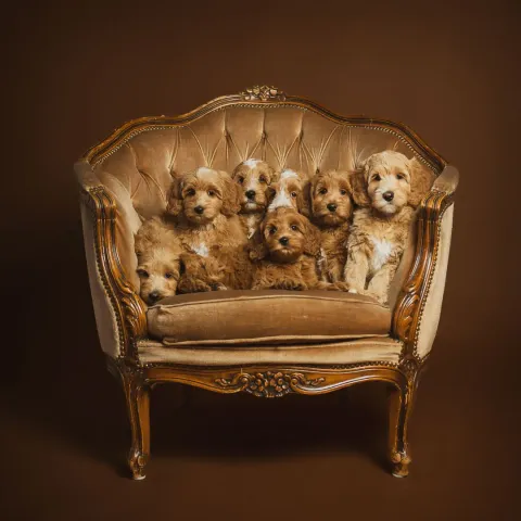 The Crash Bash litter: puppies sitting in an antique armchair