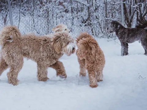 Australian Labradoodle colors