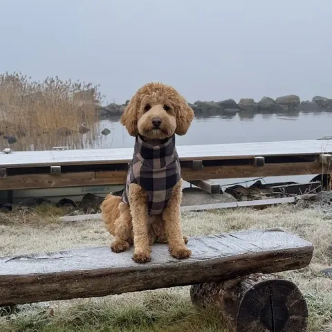 Elmer