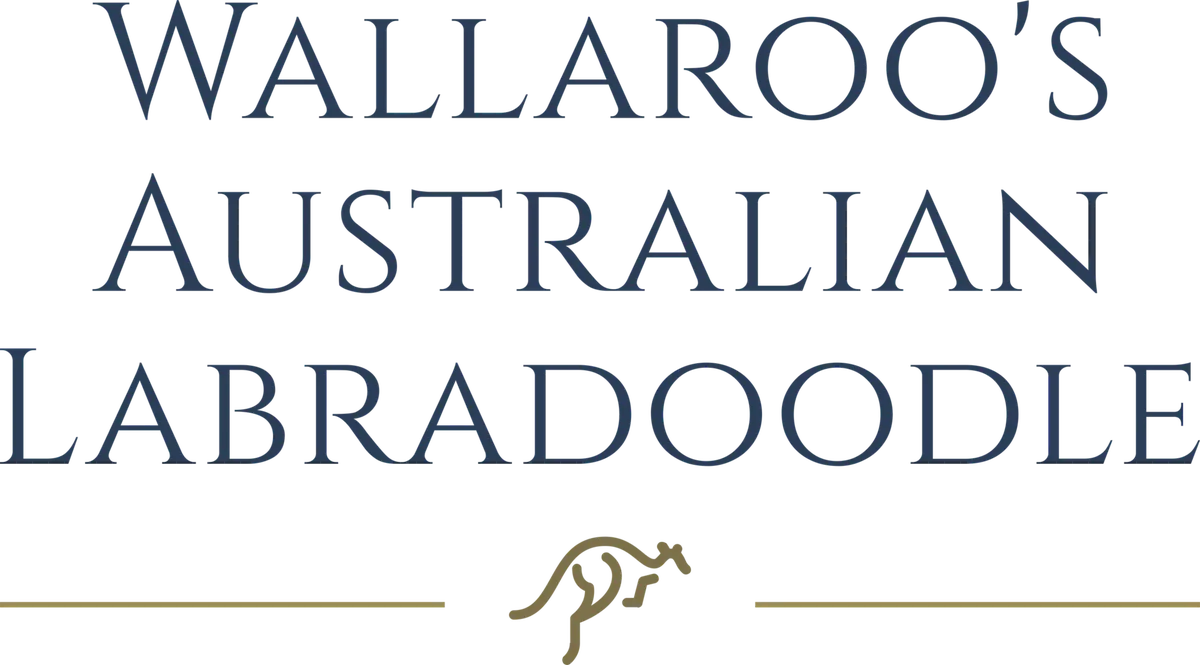 Wallaroo's Australian Labradoodle